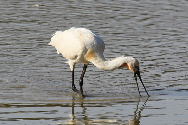 Eurasian Spoonbill